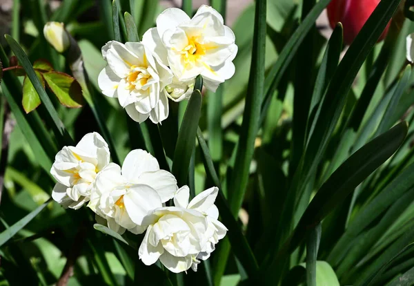 Gros Plan Une Belle Fleur — Photo