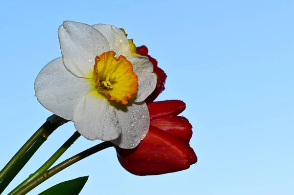 Tautropfen Auf Schönen Narzissen Und Tulpen Auf Himmelshintergrund Sommerkonzept Nahsicht — Stockfoto
