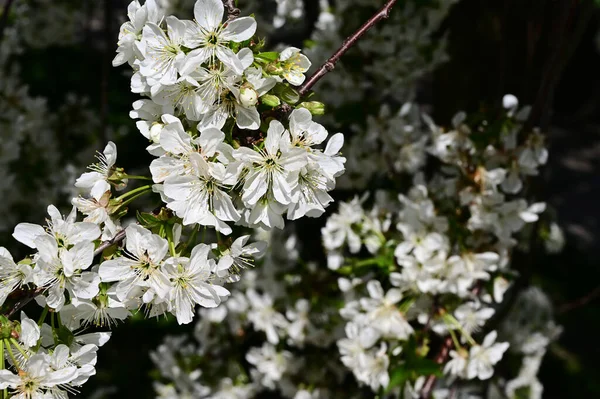 Apple Tree White Beautiful Flowers Close Spring Concept — Stock Photo, Image