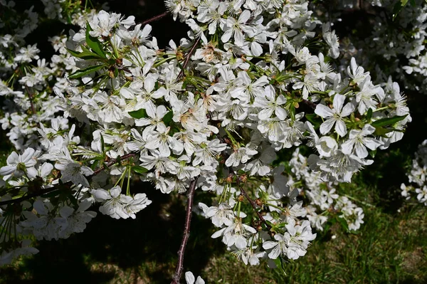 Äppelträd Med Vita Vackra Blommor Närbild Vårkoncept — Stockfoto