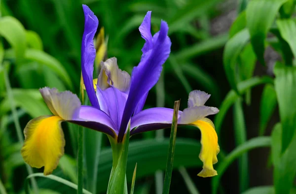 Güneşli Yaz Gününde Bahçede Yetişen Güzel Çiçekler — Stok fotoğraf