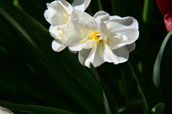 Belles Fleurs Poussant Dans Jardin Journée Ensoleillée Été — Photo