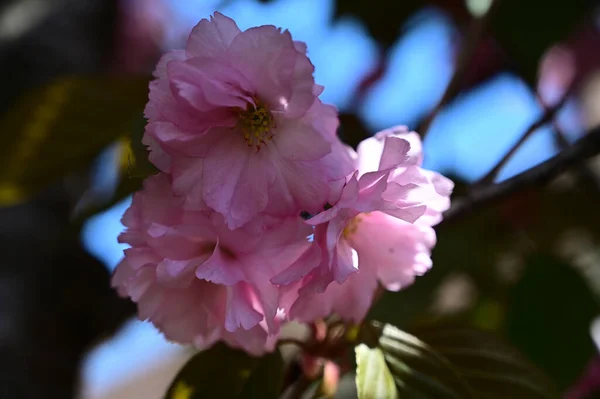 桜の枝に美しい花を咲かせ春のコンセプト — ストック写真