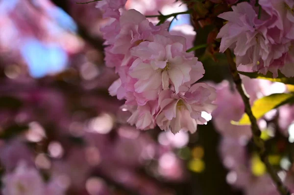 Κλαδιά Δέντρου Sakura Όμορφα Λουλούδια Κοντινό Πλάνο Ανοιξιάτικη Ιδέα — Φωτογραφία Αρχείου
