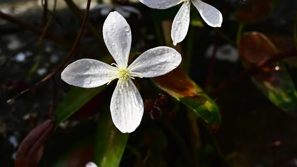 夏日阳光明媚的花园里 盛开着美丽的花朵 — 图库照片