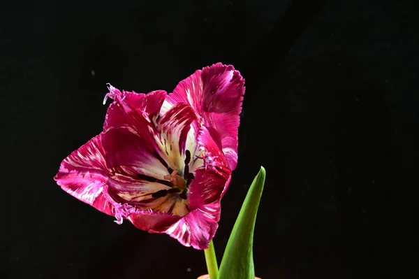 Красивий Тюльпан Темному Фоні Літня Концепція Близький Вид — стокове фото