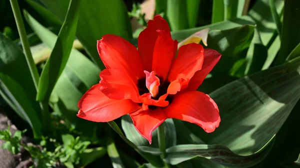 Vakker Tulipanblomst Som Vokser Hagen Sommersolskinnsdag – stockfoto