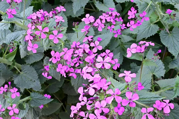 Belles Fleurs Poussant Dans Jardin Journée Ensoleillée Été — Photo