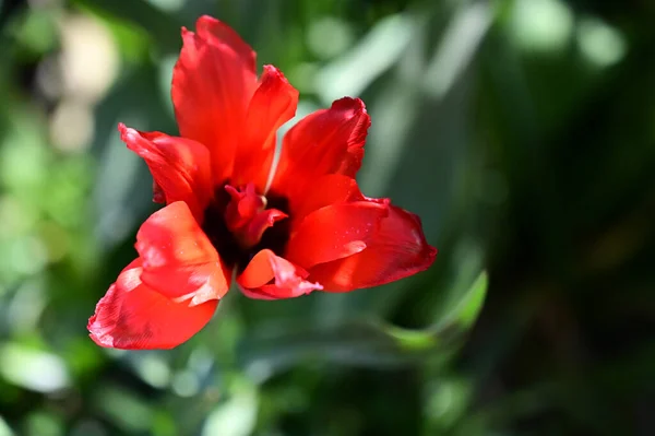 Gyönyörű Tulipán Virág Kertben Nyáron Napsütéses Nap — Stock Fotó