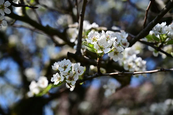 Pommier Avec Belles Fleurs Blanches Gros Plan Concept Printemps — Photo