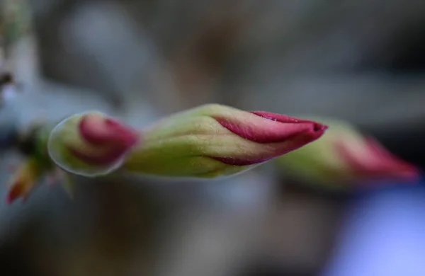 Schöne Blumen Wachsen Garten Sonnigen Sommertag — Stockfoto