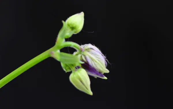 Flores Bonitas Fundo Escuro Conceito Verão Vista Próxima — Fotografia de Stock