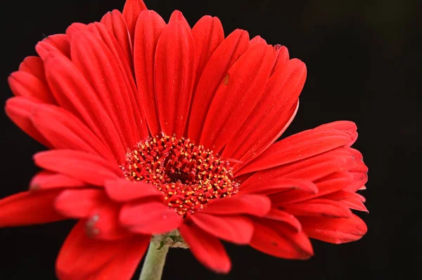 Schöne Blumen Auf Dunklem Hintergrund Sommerkonzept Nahsicht — Stockfoto