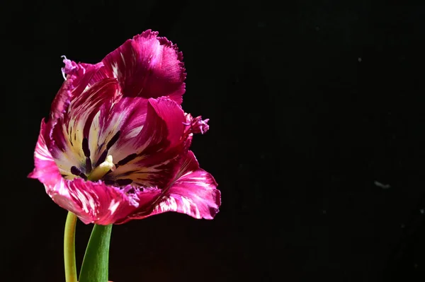 Красивий Тюльпан Темному Фоні Літня Концепція Близький Вид — стокове фото