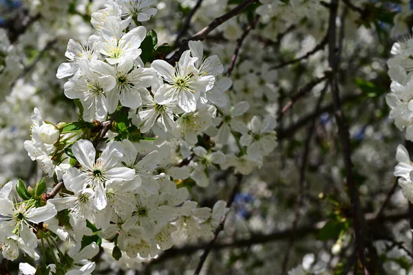 Pommier Avec Belles Fleurs Blanches Gros Plan Concept Printemps — Photo