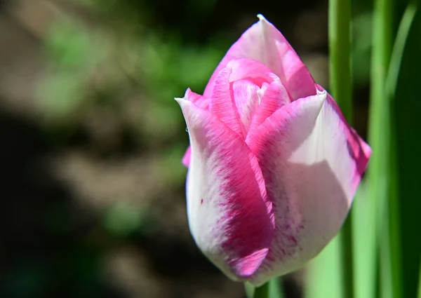 Hermosa Flor Tulipán Creciendo Jardín Verano Día Soleado — Foto de Stock