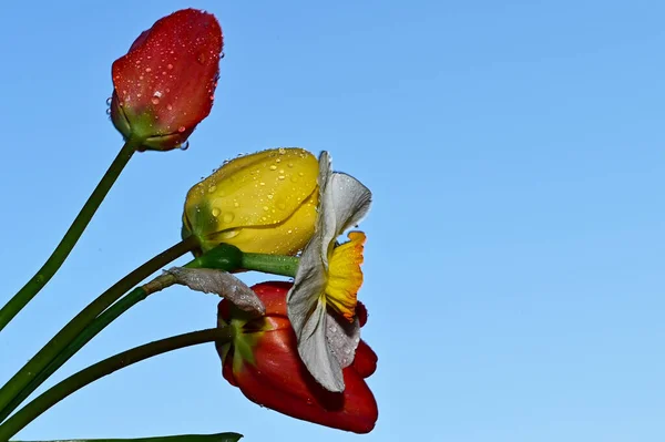 Gouttes Rosée Sur Belle Jonquille Tulipes Sur Fond Ciel Concept — Photo