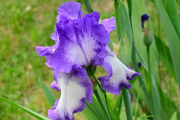 夏日阳光明媚的花园里 盛开着美丽的花朵 — 图库照片