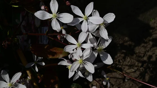 Mooie Bloemen Groeien Tuin Zomer Zonnige Dag — Stockfoto