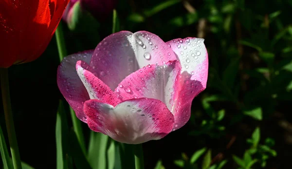 Beautiful Tulip Flowers Growing Garden Summer Sunny Day Stock Picture