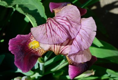 Güneşli yaz gününde bahçede yetişen güzel çiçekler. 