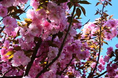 Güzel çiçekli sakura ağacı, yakın plan, bahar konsepti.  