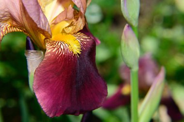 Güneşli yaz gününde bahçede büyüyen güzel göz. 
