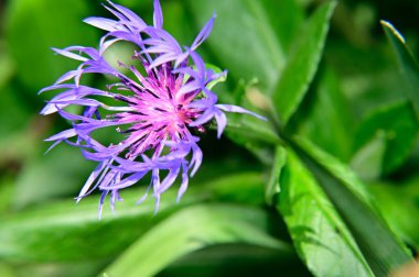 Güneşli yaz gününde bahçede yetişen güzel çiçekler. 