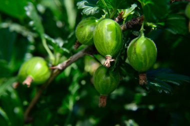 Bektaşi üzümlü çalı, yakın görüş, yaz konsepti 