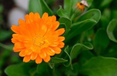 Güneşli yaz gününde bahçede yetişen güzel çiçekler. 