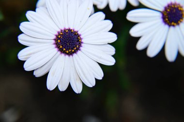 Güneşli yaz gününde bahçede yetişen güzel çiçekler. 