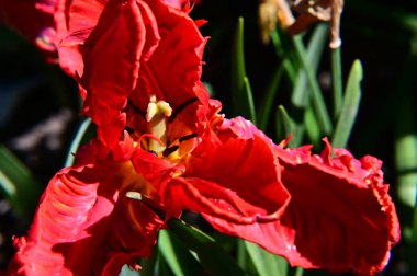 Güneşli yaz gününde bahçede büyüyen güzel lale çiçekleri. 