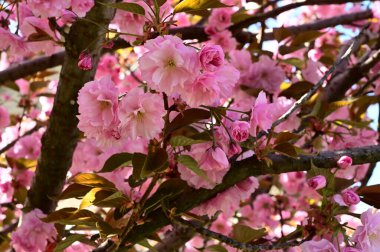 Güzel çiçekli sakura ağacı, yakın plan, bahar konsepti.  
