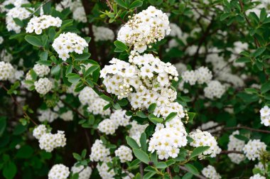 Güneşli yaz gününde bahçede yetişen güzel çiçekler. 