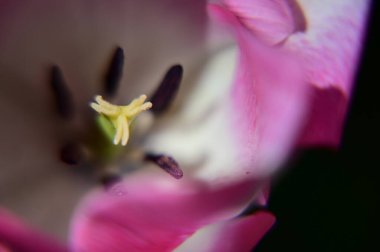 Güneşli yaz gününde bahçede büyüyen güzel lale çiçekleri. 