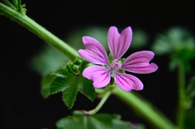 Güneşli yaz gününde bahçede yetişen güzel çiçekler. 