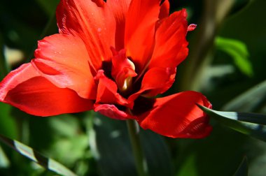Güneşli yaz gününde bahçede büyüyen güzel lale çiçekleri. 