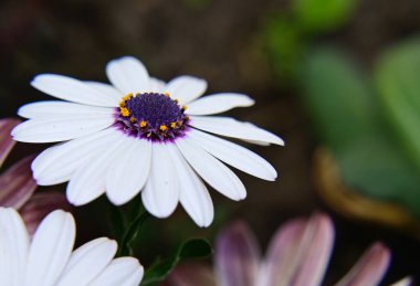 Güneşli yaz gününde bahçede yetişen güzel çiçekler. 