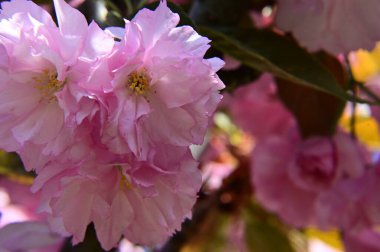 Güzel çiçekli sakura ağacı, yakın plan, bahar konsepti.  