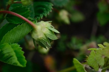 Baharda, güneşli bir günde bahçede büyüyen güzel çiçek. 