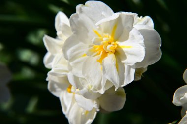 Güneşli yaz gününde bahçede yetişen güzel çiçekler. 