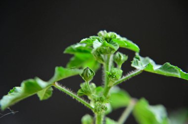 Koyu arkaplanda güzel çiçekler, yaz konsepti, yakın manzara  