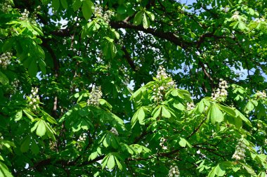 Güneşli baharda yeni yaprakları olan güzel ağaç dallarının manzarası. 