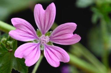 Güneşli yaz gününde bahçede yetişen güzel çiçekler. 