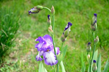 Güneşli yaz gününde bahçede yetişen güzel çiçekler. 