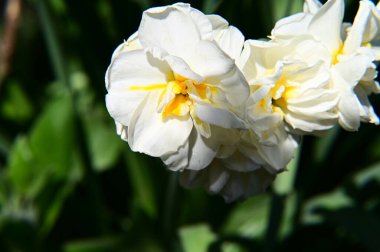 Güneşli yaz gününde bahçede yetişen güzel çiçekler. 