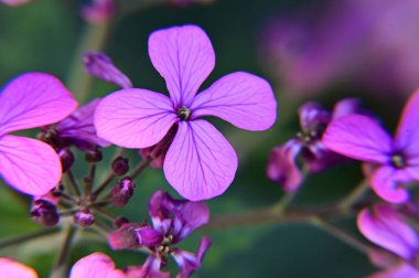 Bahçedeki güzel pembe çiçekler