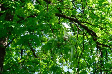 Güneşli baharda yeni yaprakları olan güzel ağaç dallarının manzarası. 
