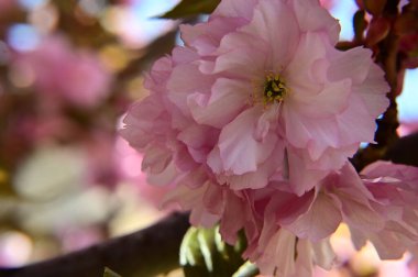 Güzel çiçekli sakura ağacı, yakın plan, bahar konsepti.  