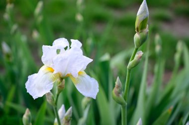 Güneşli yaz gününde bahçede yetişen güzel çiçekler. 
